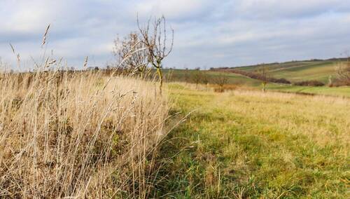 Obr. 3: Stařina ponechaná v krajinotvorném sadu. Foto Petr Marada