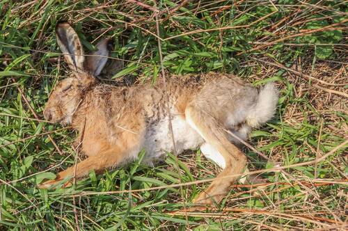 Obr. 2: Kadáver zajíce polního uhynulého na myxomatózu. Foto Petr Marada