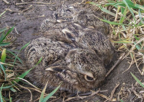 Je možné účinně pomáhat zajíci polnímu v období nebezpečného šíření myxomatózy?