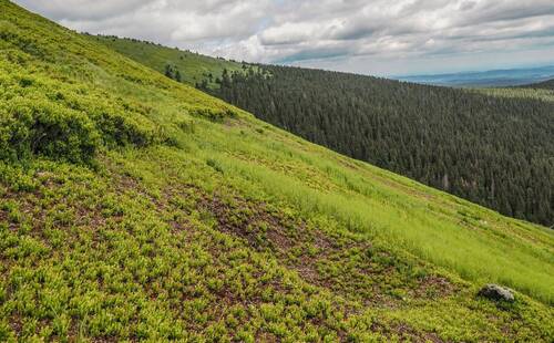 Obr. 4: Již z výšky borůvkového porostu lze poznat, kde probíhá management. Díky několikaletému každoročnímu sečení lze dosáhnout výrazné redukce nadzemní biomasy borůvky a podpory ostatních růstových forem.  Foto Miroslav Zeidler