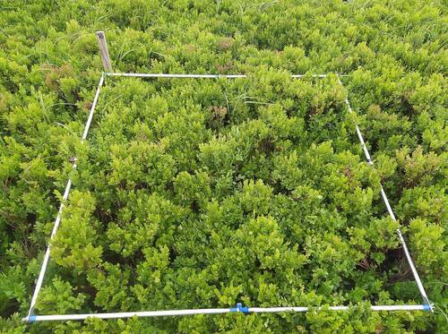 Expanze borůvky nesouvisí jen s jejím plošným šířením, ale i se zahušťováním vlastních porostů. Svým růstem a ovlivněním podmínek prostředí je pak borůvka schopná vytěsnit většinu ostatních druhů. Důsledkem jsou rozsáhlé a druhově uniformní plochy pouze s borůvkou. Foto Miroslav Zeidler