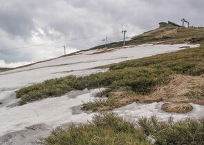 Brusnice borůvka jako klíčový (proti)hráč v měnících se horských ekosystémech