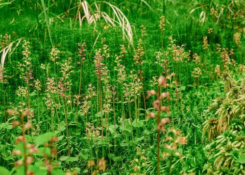 Bradáček srdčitý. Foto Bohumil Fišer