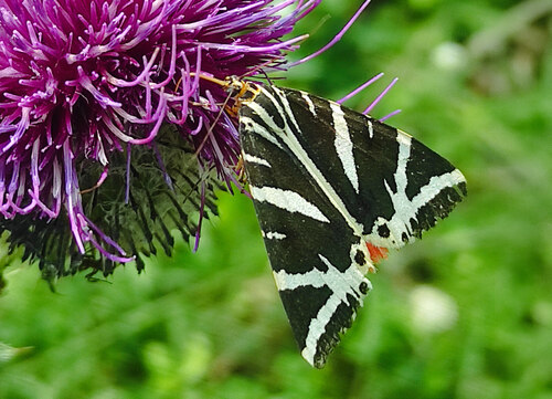 Přástevník kostivalový (Euplagia quadripunctaria) je jedním z předmětů ochrany, kterému pomáhá prosvětlení lesa. Foto Michal Pánek