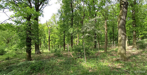 Obr. 5: Torzování, vysoké pařezy a individuální ochrana vegetativního zmlazení dubu. Foto Jakub Kyselovič 