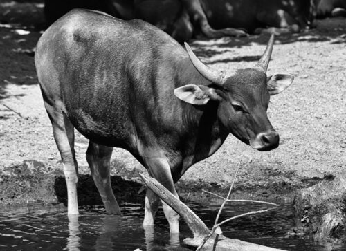 Kriticky ohrožený asijský tur banteng (Bos javanicus) přežívá ve volné přírodě jen díky vzájemně propojeným chráněným územím. Foto Jan Plesník 