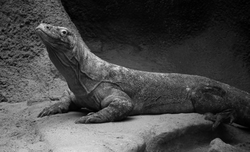V roce 1956 mohli diváci díky Davidu Attenboroughovi spatřit na televizní obrazovce proslulé varany komodské (Varanus komodoensis). Foto Jan Plesník