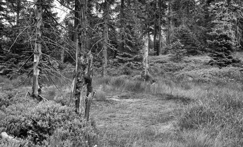 Božídarské rašeliniště/Božídar Peat-bog National Nature Reserve. Photo by Pavel Pešout