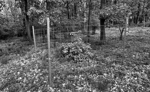 Individual protection of regenerating oak trees in a pasture grove in the the České středohoří/Central Bohemian Uplands Protected Landscape Area. Photo by Jakub Kyselovič