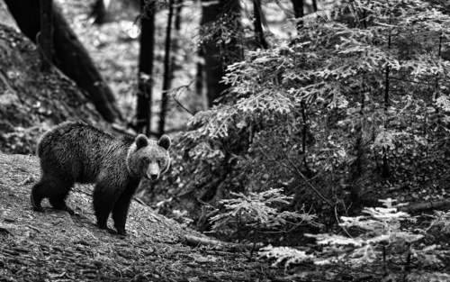 Return of brown bears (Ursus arctos) to the Šumava/Bohemian Forest Mts. National Park has not been currently realistic possibility. Photo by Berndt Fischer 