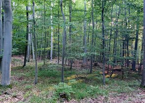 Amendment to the Forest Act – Freedom of Choice at Last