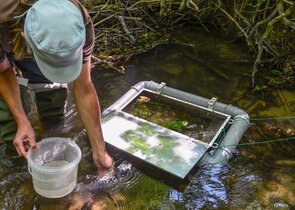 Rearing Ukrainian Brook Lamprey/Vladykov‘s Lamprey Larvae for Restocking its Population in the Račin