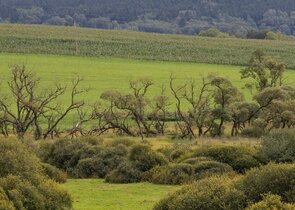Nemanický potok/Nemanice Brook Floodplain Site of European Importance/Special Area of Conservation –