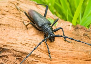 How to Ensure the Maintenance of Populations of Species Associated with Old-growth Trees at the Sout