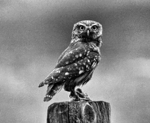 Little Owl (Athene noctua). Little Owl (Athene noctua).