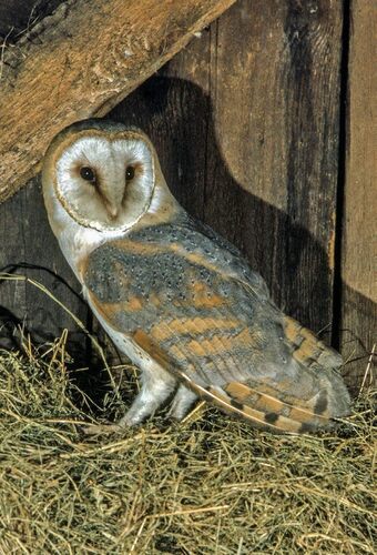 Sova pálená (Tyto alba) Sova pálená (Tyto alba)