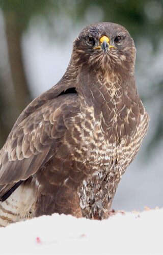 Káně lesní (Buteo buteo) Káně lesní (Buteo buteo)