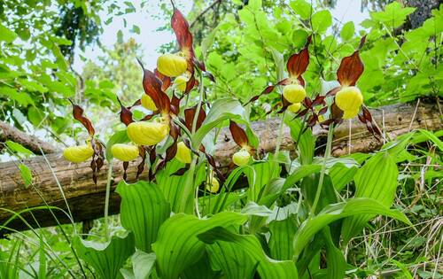 Střevíčník pantoflíček je ikonickou orchidejí, která zaujme na první pohled. Střevíčník pantoflíček je ikonickou orchidejí, která zaujme na první pohled.
